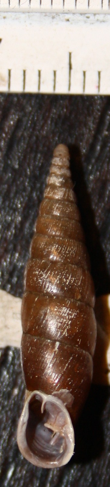 Clausilia da id.